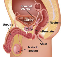 how to drain prostate gland